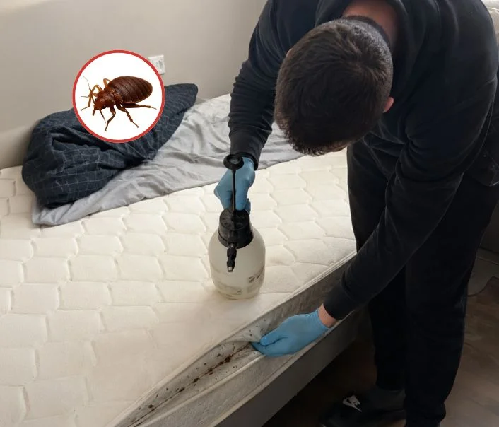Technicien traitant un matelas contre les punaises de lit à Genainville